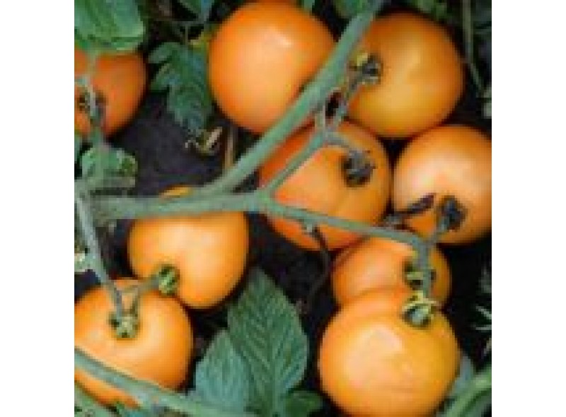 Семена томата жёлтого Флоренс F1 (1000 семян), Libra Seeds (Erste Zaden) Семена томата жёлтого Флоренс F1 (1000 семян), Libra Seeds (Erste Zaden)